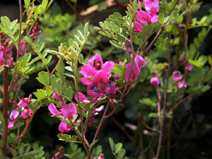 Vivers Càrex - Indigofera gerardiana 